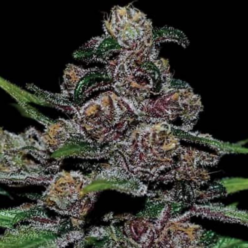 Blackberry Moonrocks Auto, Blue Moonrock mit Auto Blueberry Banana und einer Blackberry Kush