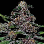 Bild in Galerie laden, Blackberry Moonrocks Auto, Blue Moonrock mit Auto Blueberry Banana und einer Blackberry Kush