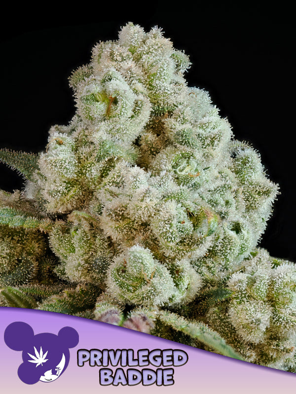 Privileged Baddie, Tree Flip x Indigo Sapphire