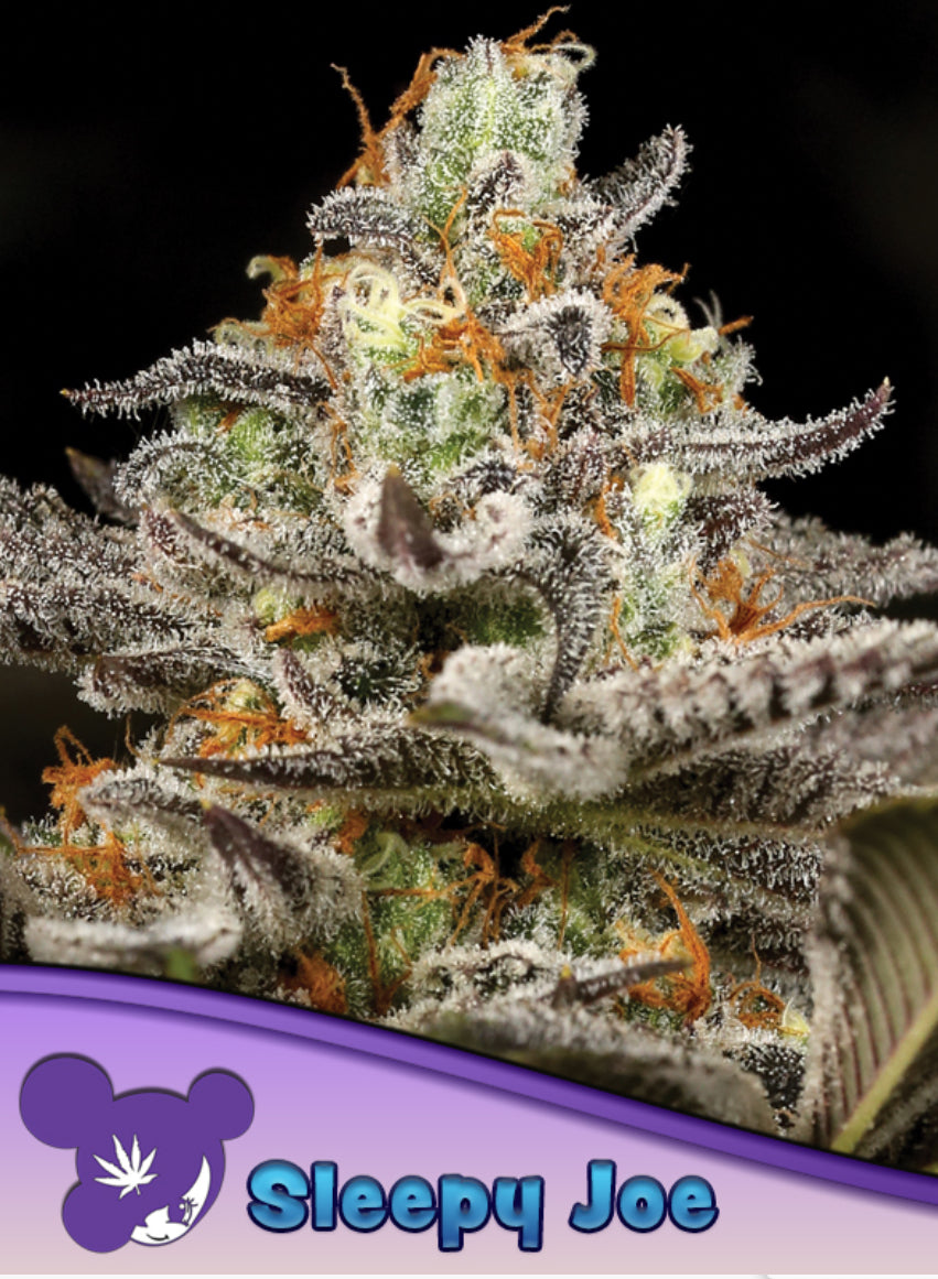 Sleepy Joe, Obama Kush/ Nova OG