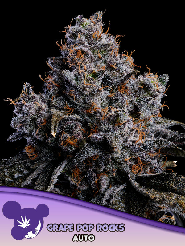 Grape Pop Rocks Auto,