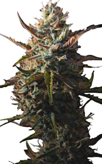 Zkittlez Auto, Zkittles x Ruderalis