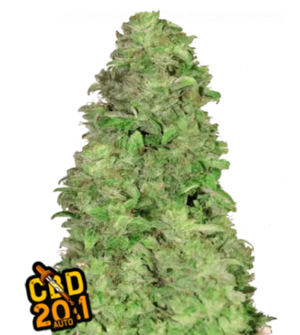 Fast Buds Hanfsamen CBD 20:1 Auto