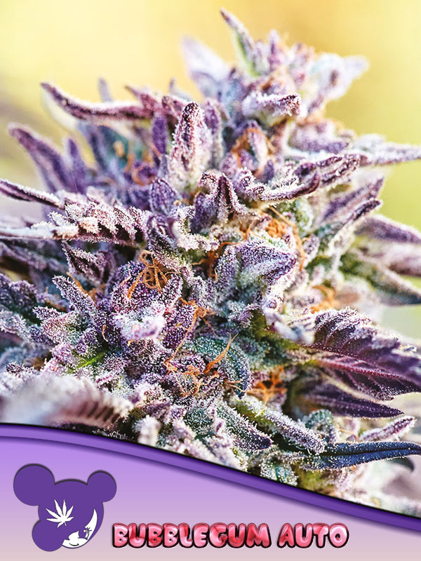 BubbleGum Auto