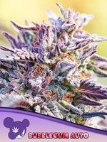 Bild in Galerie laden, BubbleGum Auto