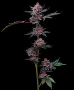 Bild in Galerie laden, Cherry Poppers Strain, Lemon Kush x Cherry Z