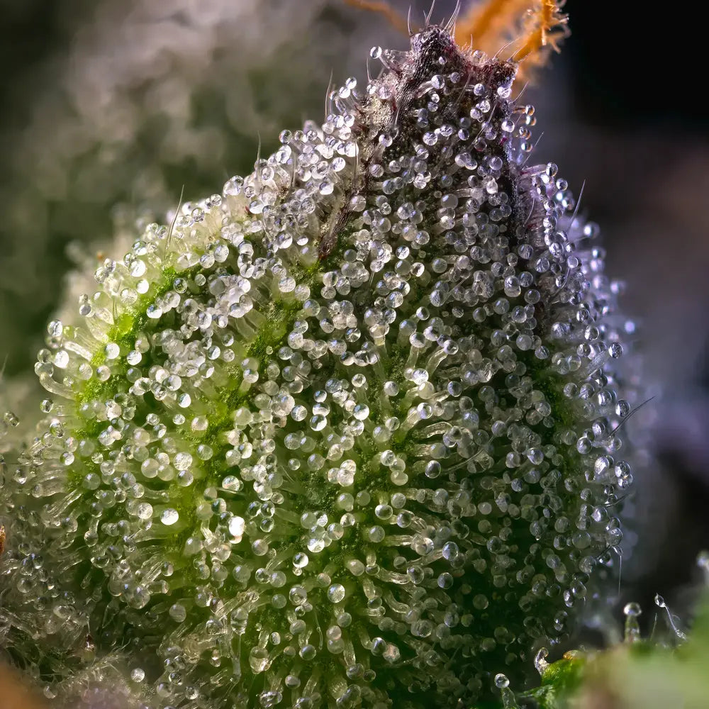 Rainbow Sherbet Strain, Champagne x Blackberry