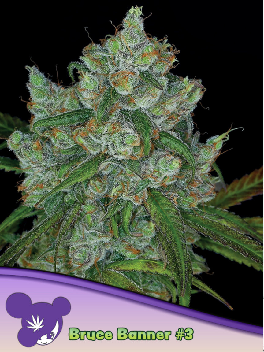 Bruce Banner #3, OG Ghost/ Strawberry Cough/ Sour Diesel