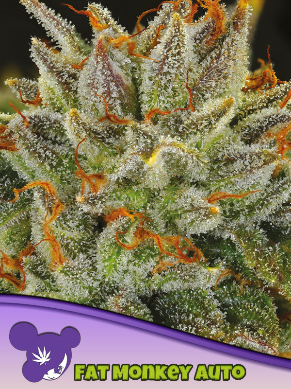 Fat Monkey Auto, Grease Monkey x Watermelon Zkttlez x Ruderalis