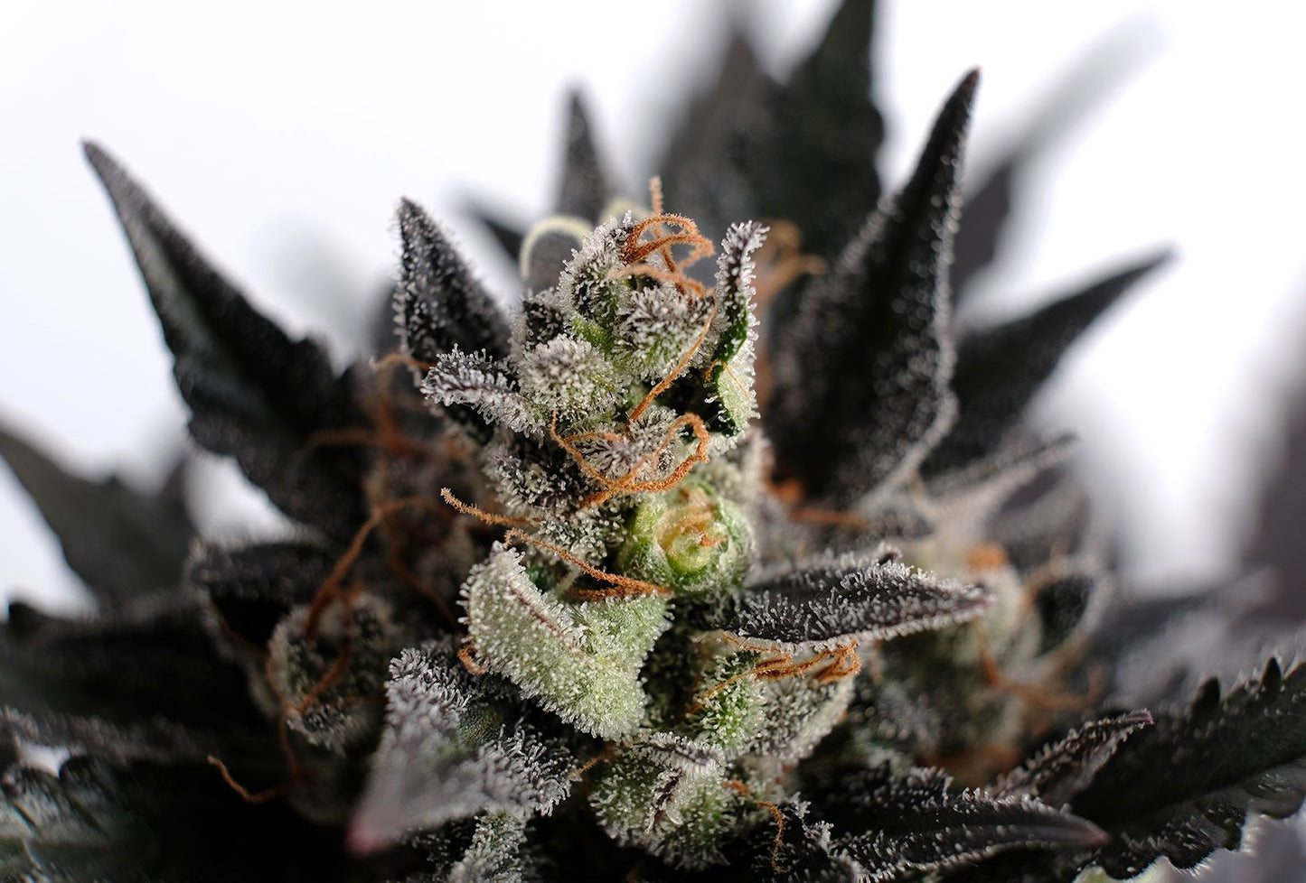 Lemon Haze Auto, Super Silver Haze x Lemon Skunk x Ruderalis