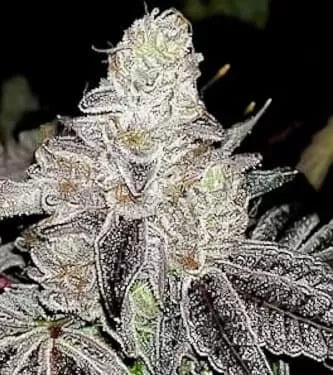 Wedding Cake Auto, Wedding Cake, Ruderalis