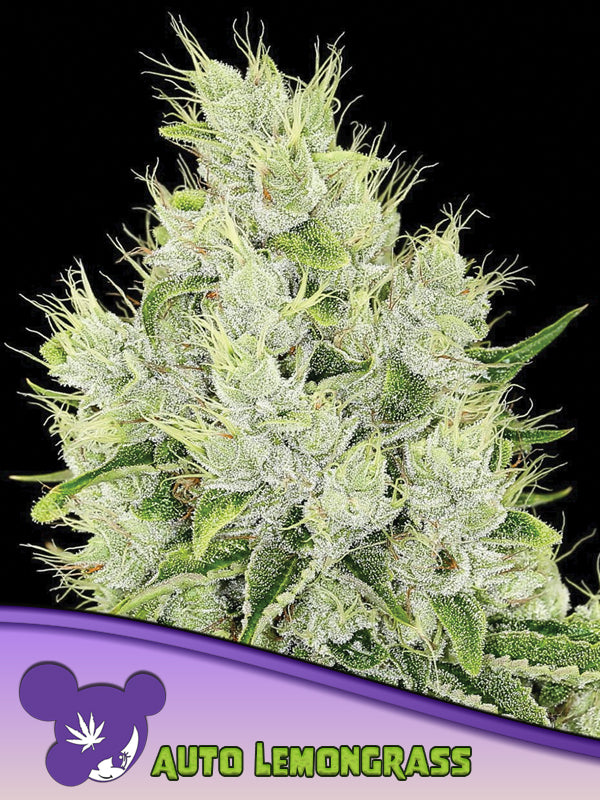 Lemongrass Auto, Auto Lemon Haze/ Nova OG Auto/ Moose/ Lobsta