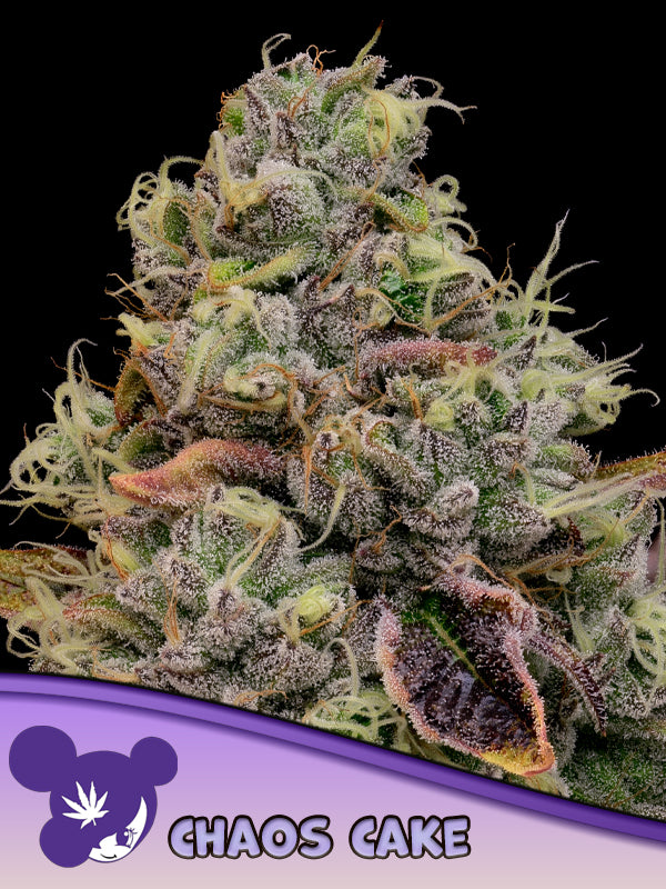Chaos Cake, Wedding Cake X Apple Cake
