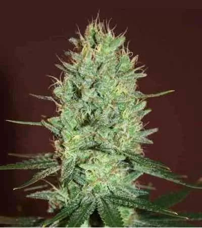 Auto Amnesia Haze, Amnesia Haze/ Ruderalis