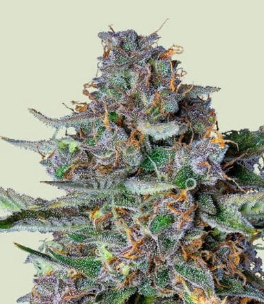 Do Si Dos Auto, Do Si Dos/ Face Off OG/ BF Super Auto #1