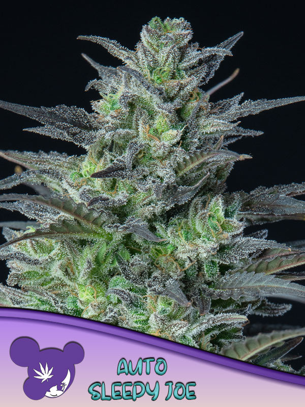 Sleepy Joe® Auto, Obama Kush/ Auto Nova OG