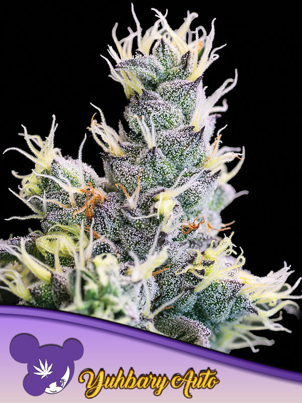 Yuhbary Auto, Apricot Jelly Strain/ Auto Strawberry Banana