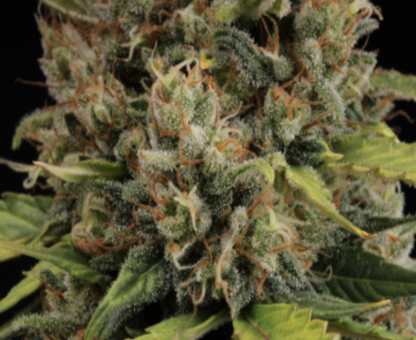 CBD CRITICAL XXL© AUTO, CBD Critical XXL fem/ BCN Critical XXL Auto, 1. Platz im Highlife Cup in Barcelona