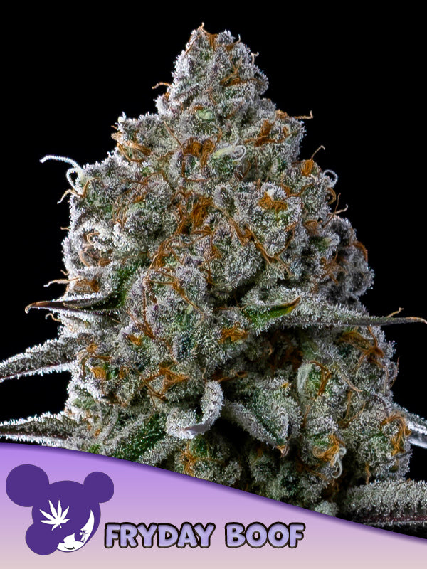 Fryday Boof, Fryday Kush x Sticky Boof