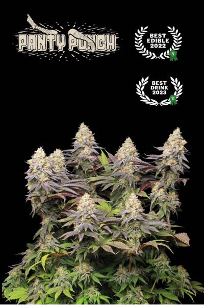 Panty Punch, Pink Panties x Purple Punch