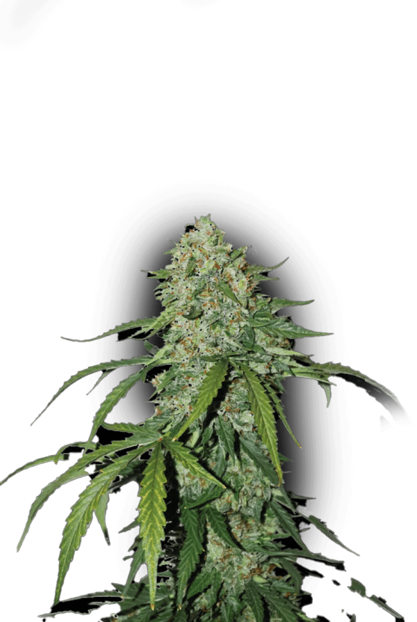 CBD 1:1 SILVER LIME HAZE AUTO, CBD Skunk Haze X Auto Amnesia