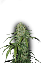 Bild in Galerie laden, CBD 1:1 SILVER LIME HAZE AUTO, CBD Skunk Haze X Auto Amnesia