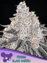 Bild in Galerie laden, Frozen Black Cherry