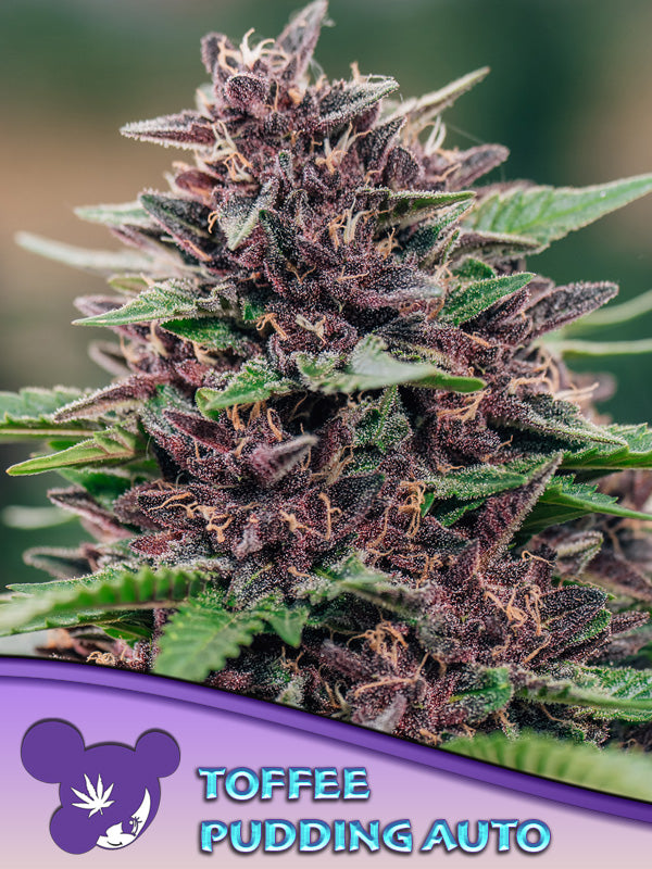 Toffee– Pudding Auto, Anesia Scout Cookies x Banana MAC