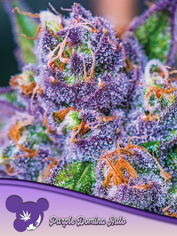 Purple Domina Auto, Purple Kush x Black Domina Gene