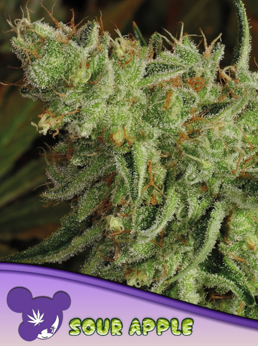 Sour Apple, Sour Diesel/ Pure Kush
