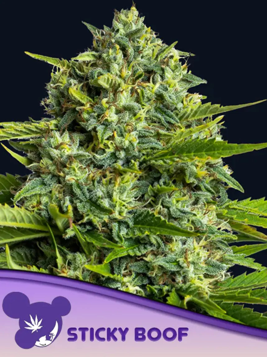 Sticky Boof, Future #1®/Blackberry Moonrocks®