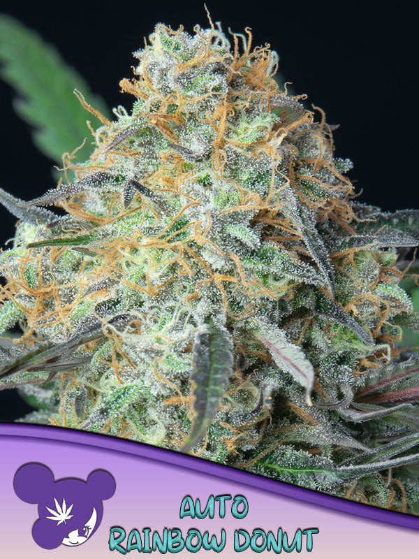 Rainbow Donout Auto