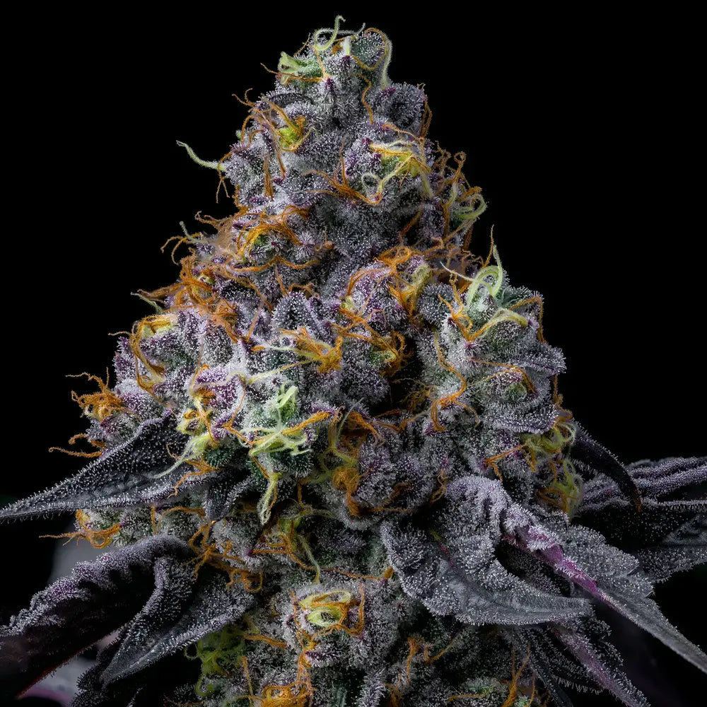 Rainbow Sherbet Strain, Champagne x Blackberry