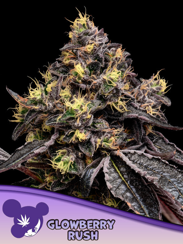 Glowberry Rush, Frozen Black Cherry® x Blueberry Gumbo