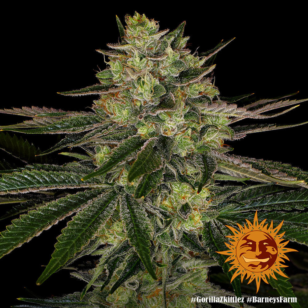 Gorilla Zkittlez Strain, Gorilla Glue x Original Z Strain