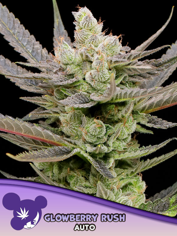Glowberry Rush Auto