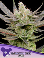 Bild in Galerie laden, Glowberry Rush Auto
