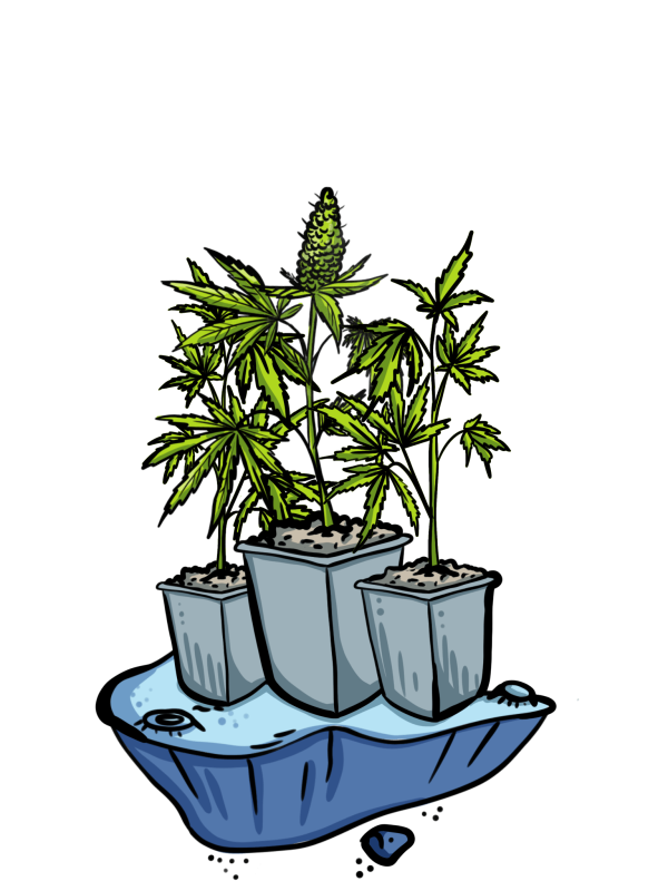 Starter Grow–Set, inkl. 3x Automatic–Flower Seeds
