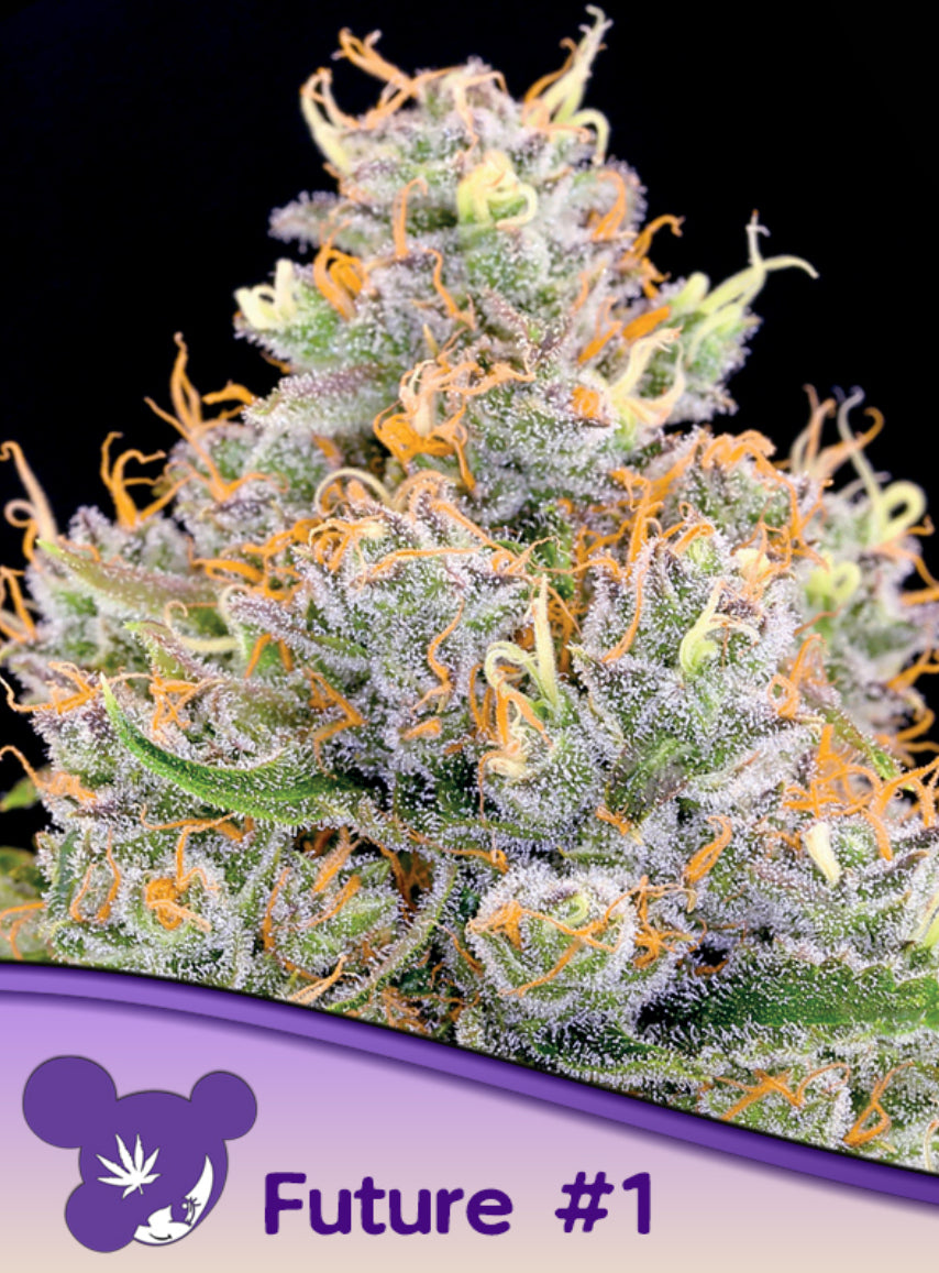 Future #1®, Gorilla-Glue #4/ Starfighter F2