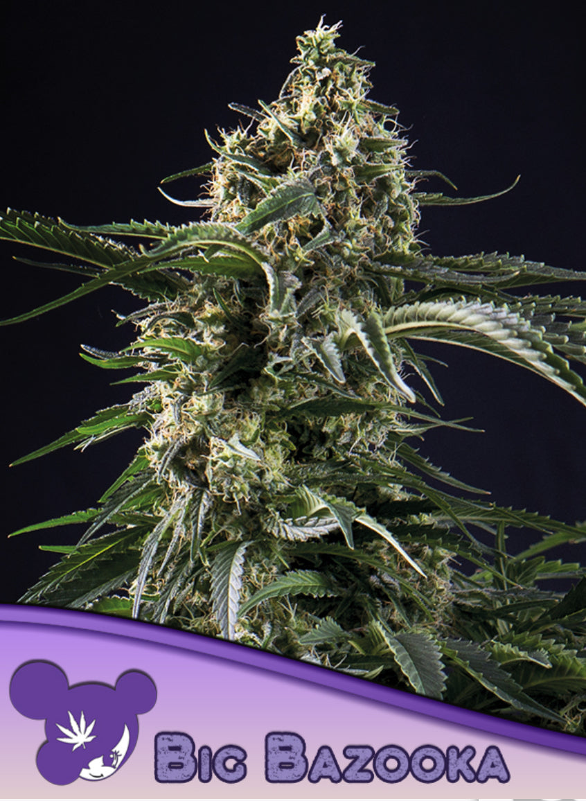 Big Bazooka, Big Bud Selektion/ Jack Herer