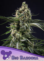 Bild in Galerie laden, Big Bazooka, Big Bud Selektion/ Jack Herer