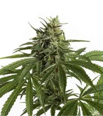 Northern Lights Auto, Northern Light/ Lowryder #2 x Ruderalis