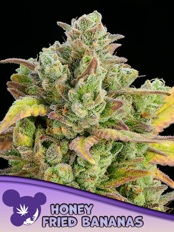 Honey Fried Bananas, Modified Bananas x Nana Junky