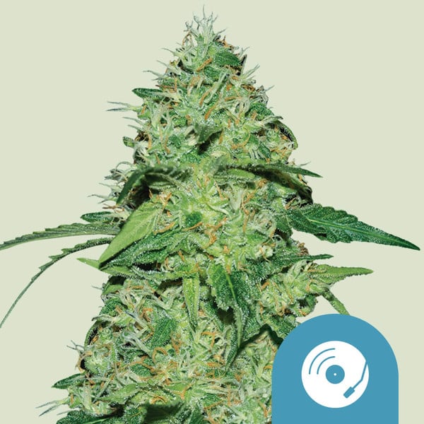 Joanne's CBD
Session x Juanita la Lagrimosa