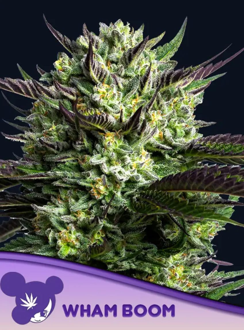 WHAM BOOM, Dankberry/ Star Pebbles