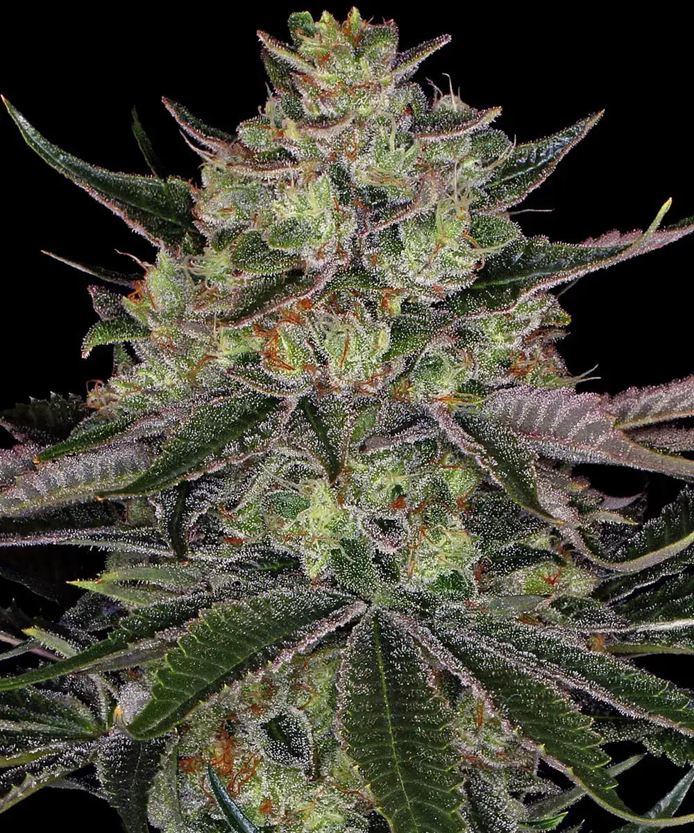 Gorilla Zkittlez Strain, Gorilla Glue x Original Z Strain