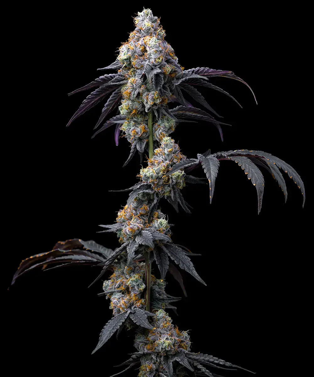 Rainbow Sherbet Strain, Champagne x Blackberry
