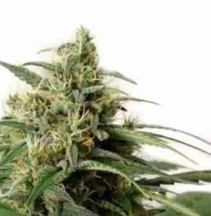 White Widow Auto, Brazilian Sativa X South Indian Indica