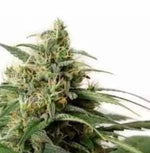 Bild in Galerie laden, White Widow Auto, Brazilian Sativa X South Indian Indica