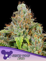 Bild in Galerie laden, Sticky Boof Auto